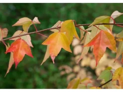 Acer Buergerianum Dreispitz-Ahorn 60–80 cm Dekoratives Laub* Farbtester