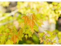 Acer Buergerianum Dreispitz-Ahorn 60–80 cm Dekoratives Laub* Farbtester