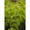 Acer Ginnala Feuer-Ahorn 150–200 cm Leuchtend Rot Im Herbst