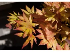 Acer Palmatum Autumn Moon Japanischer Ahorn Gelb-Orange 80–100 cm* Farbtester