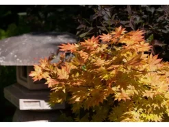 Acer Palmatum Autumn Moon Japanischer Ahorn Gelb-Orange 80–100 cm* Farbtester