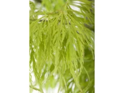 Acer Palmatum Dissectum Japanischer Ahorn Filigran 50–60 cm