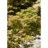 Acer Palmatum Kamagata Japanischer Ahorn 40–60 cm* Farbtester