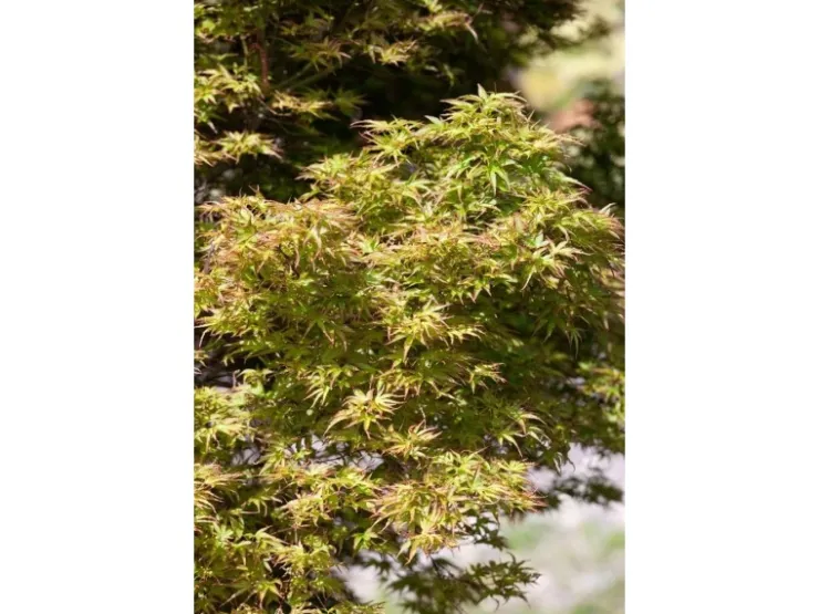 Acer Palmatum Kamagata Japanischer Ahorn 40–60 cm* Farbtester