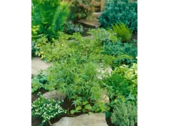 Acer Palmatum Kamagata Japanischer Ahorn 40–60 cm* Farbtester
