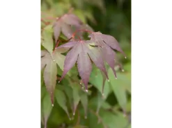 Acer Palmatum Moonfire Japanischer Ahorn Rot 60–80 cm* Farbtester