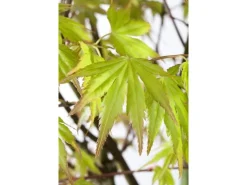 Acer Palmatum Orange Dream Japanischer Ahorn Orange 100–125 cm* Farbtester