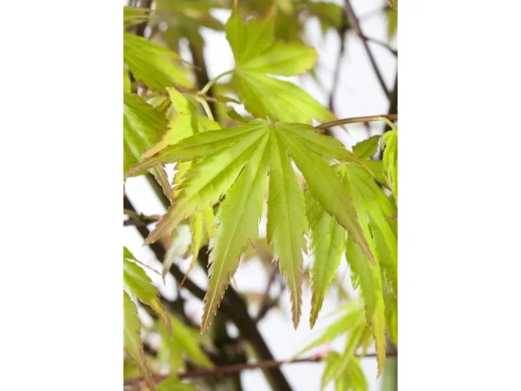 Acer Palmatum Orange Dream Japanischer Ahorn Orange 100–125 cm* Farbtester