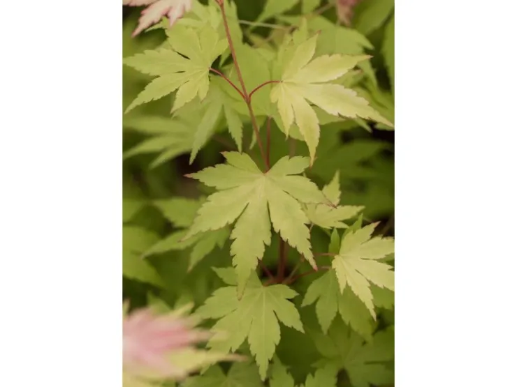 Acer Palmatum Orange Dream Japanischer Ahorn Orange 100–125 cm* Farbtester