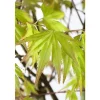Acer Palmatum Orange Dream Japanischer Ahorn Orange 70–80 cm* Farbtester
