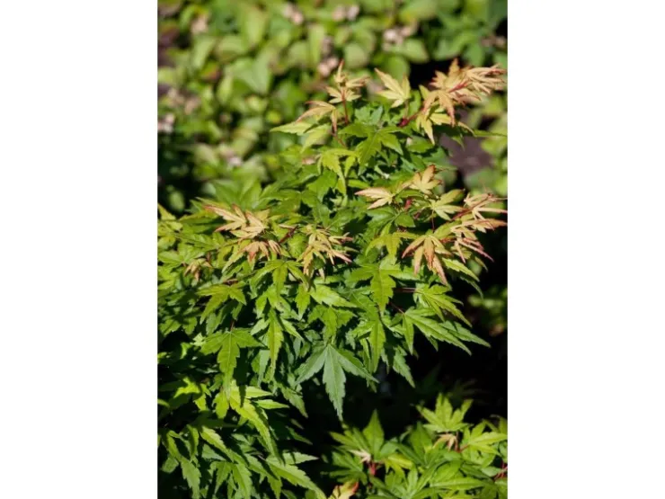 Acer Palmatum Seiun Kaku Japanischer Ahorn 60–80 cm* Farbtester