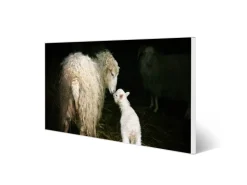 Banjado Magnettafel 78x37cm Magnetwand Weiß Aus Metall Magnetpinnwand Pinnwand Inkl. 4 Magnete Motiv Schaf Und Lamm* Wanddekoration