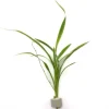 Dennerle Plants Bichetii-Grünlilie Höhe ca. 15-40 cm Topf-Ø ca. 3,4 cm Chlorophytum laxum* Terraristik