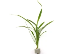 Dennerle Plants Bichetii-Grünlilie Höhe ca. 15-40 cm Topf-Ø ca. 3,4 cm Chlorophytum laxum* Terraristik