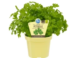 Blu Bio-Petersilie Glatt Topf-Ø ca. 12 cm Petroselinum* Weitere Regale