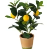 Boltze Topfpflanze Zitrone 32 cm x ø 22 cm Grün-Gelb* Geschenkartikel
