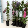 Clematis Texensis Duchess Of Albany Rosa 60–100 cm* Tapezierzubehör
