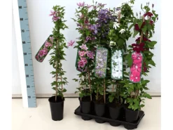 Clematis Texensis Duchess Of Albany Rosa 60–100 cm* Tapezierzubehör
