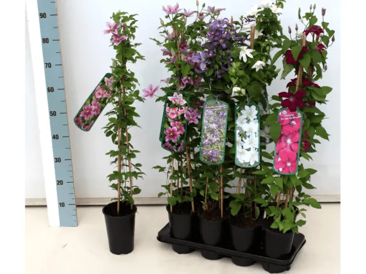 Clematis Texensis Duchess Of Albany Rosa 60–100 cm* Tapezierzubehör