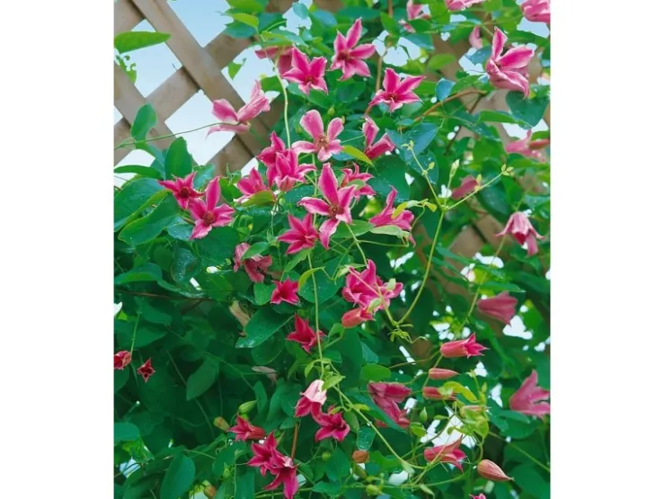 Clematis Texensis Duchess Of Albany Rosa 60–100 cm* Tapezierzubehör