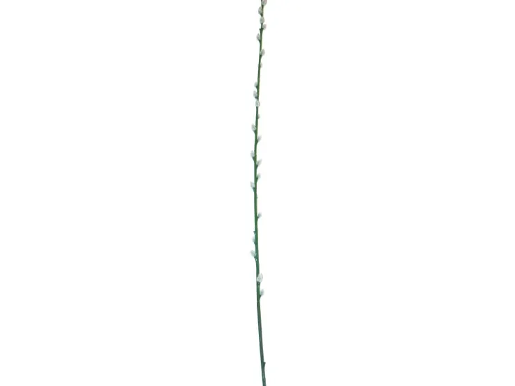 Deko Weidenkätzchen Zweig 100 cm