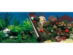 Ebi Fotorückwand Motiv Stone & Coral 80 cm x 40 cm* Terraristik