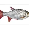 ESTAhome Wandtattoo Fisch Grau und Rot 97 x 48,5 cm 159039