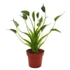 Exotenherz Alocasia Tiny Dancer Pfeilblatt Tropenwurz RARITÄT 12cm Topf* Weitere Regale|Vitrinen