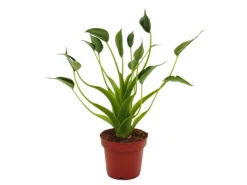 Exotenherz Alocasia Tiny Dancer Pfeilblatt Tropenwurz RARITÄT 12cm Topf* Weitere Regale|Vitrinen