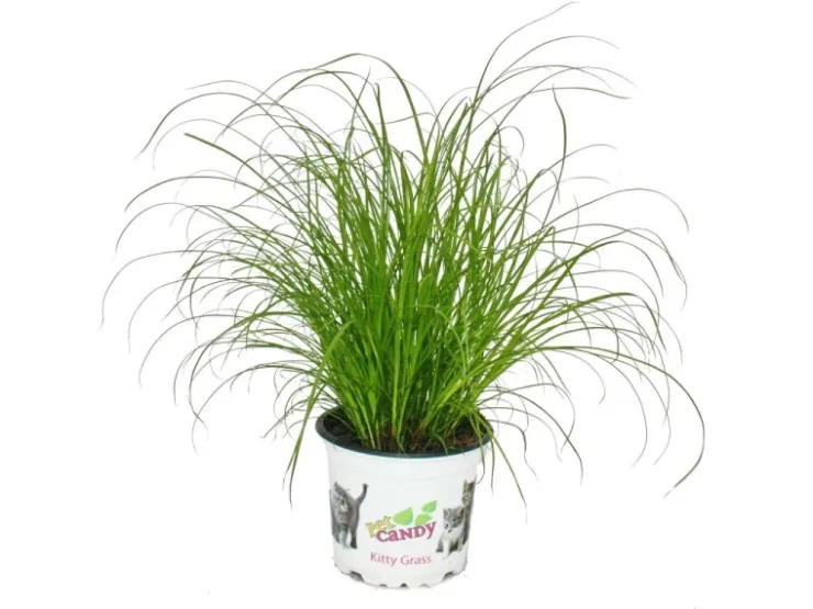 Exotenherz Katzengras Cyperus Alternifolius zur Verdauungsunterstützung von Katzen* Katzenbedarf