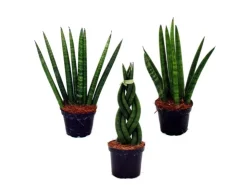 Exotenherz Sansevieria Cylindrica Pfiffiges 3Er Set im 6,5cm Topf Bogenhanf Schwiegermutterzunge