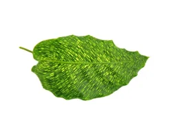 Exotenherz Schattenpflanze mit Ausgefallenem Blattmuster Calathea Musaica Network 14cm Topf ca. 40cm Hoch
