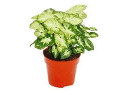 Exotenherz Syngonium Pixie 3er Set Purpurtute* Weitere Regale
