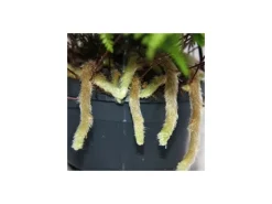 Exotenherz Tarantel Farn Vogelspinnenfarn Spinnenfarn Humata Tyermannii Zimmerpflanze 14cm Ampeltopf zum Hängen* Weitere Regale