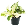 Exotenherz Weißbunte Efeutute Epipremnum Happy Leaf Scindapsus 12cm Topf Rankende Zimmerpflanze* Weitere Regale