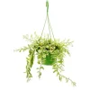Exotenherz Zimmerpflanze zum Hängen Aeschynanthus Bicolor Panaschierte Schamblume 14cm Ampel* Weitere Regale