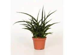 Fernwood Mikado Topf-Ø ca. 10 cm (Sanseveria cylindrica)* Weitere Regale