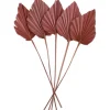 Getrocknetes Palmenblatt Ancient Secrets 5-tlg. 12-13 cm x 45-50 cm Terrakotta