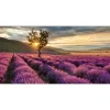 Pro Art Glas-Art Silence 50 cm x 125 cm* Bilder