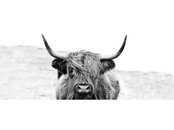 Pro Art Glasbild Scott. Highland Cattle ll 80 cm x 30 cm* Bilder
