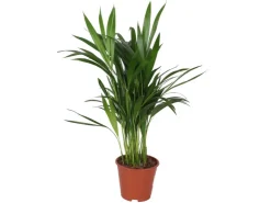 Grünpflanzen in Sorten Höhe ca. 50 - 65 cm Topf-Ø ca. 14 cm* Weitere Regale