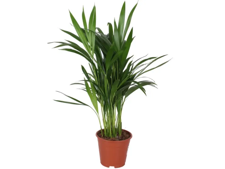 Grünpflanzen in Sorten Höhe ca. 50 - 65 cm Topf-Ø ca. 14 cm* Weitere Regale