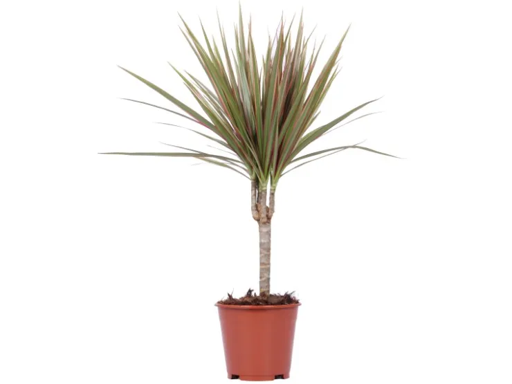 Grünpflanzen in Sorten Höhe ca. 50 - 65 cm Topf-Ø ca. 14 cm* Weitere Regale