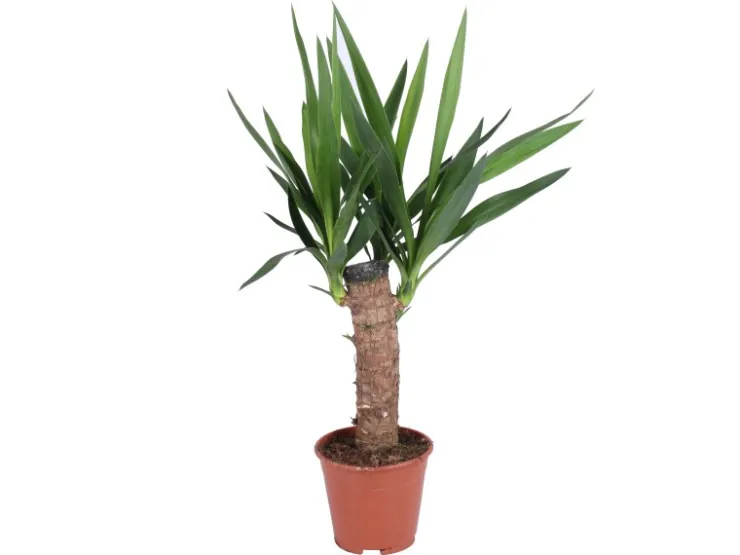 Grünpflanzen in Sorten Höhe ca. 50 - 65 cm Topf-Ø ca. 14 cm* Weitere Regale