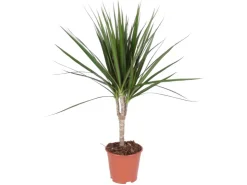 Grünpflanzen in Sorten Höhe ca. 50 - 65 cm Topf-Ø ca. 14 cm* Weitere Regale