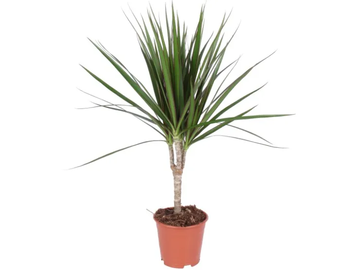 Grünpflanzen in Sorten Höhe ca. 50 - 65 cm Topf-Ø ca. 14 cm* Weitere Regale
