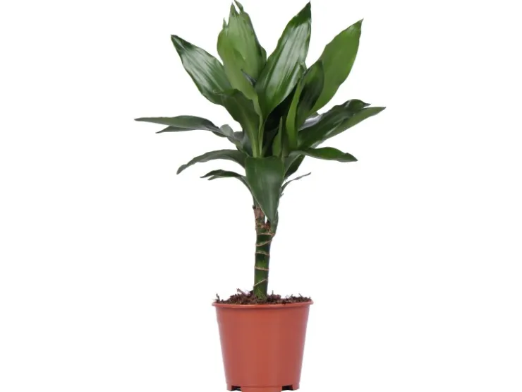 Grünpflanzen in Sorten Höhe ca. 50 - 65 cm Topf-Ø ca. 14 cm* Weitere Regale