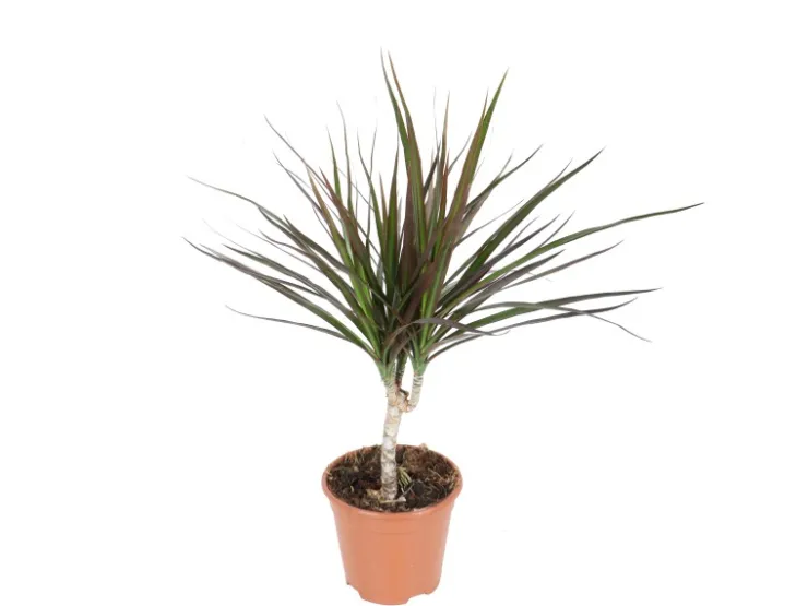 Grünpflanzen in Sorten Höhe ca. 50 - 65 cm Topf-Ø ca. 14 cm* Weitere Regale
