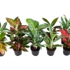 GROW by OBI Kolbenfaden in Sorten Grün-Rot Höhe 30-35 cm Topf Ø 12 cm Aglaonema* Weitere Regale