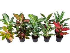 GROW by OBI Kolbenfaden in Sorten Grün-Rot Höhe 30-35 cm Topf Ø 12 cm Aglaonema* Weitere Regale